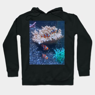 Clownfish Hoodie